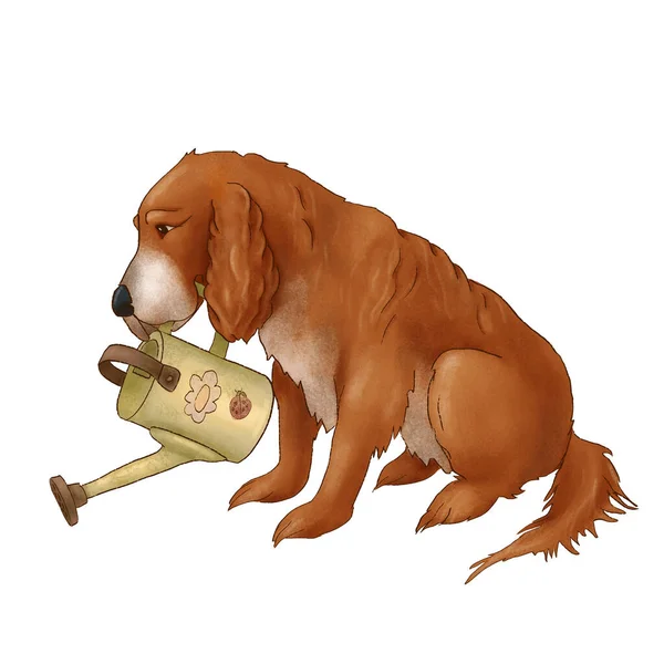 Ο σκύλος του Σπάνιελ ποτίζει από ένα ποτιστήρι. Σάγκι κουτάβι. Η απεικόνιση είναι απομονωμένη σε λευκό φόντο. — Φωτογραφία Αρχείου