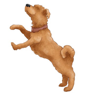 Komik tüylü köpek buğday teriyeri yetiştiriyor. Beyaz arkaplanda izole edilmiş köpek resmi.