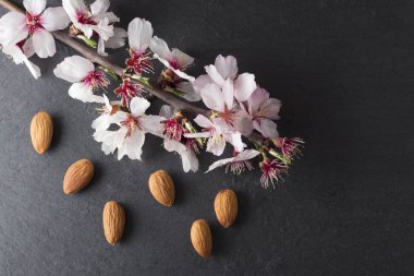 Badem çiçeği ve badem, arduvaz arka plan