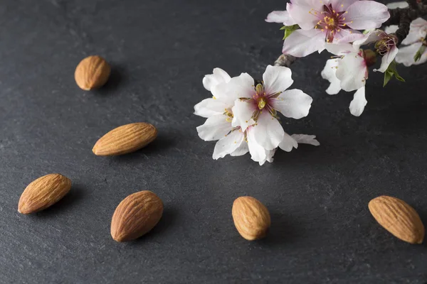 Fiori di mandorlo e mandorle secche, sfondo ardesia — Foto Stock