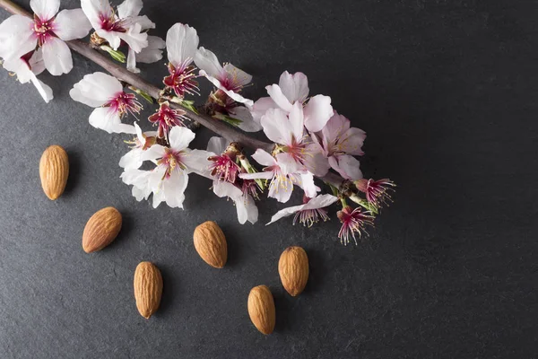 Badem çiçeği ve badem, arduvaz arka plan