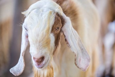 Keçi gözlerinin bakarak