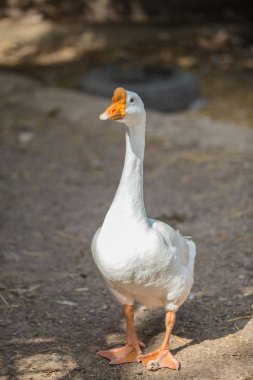 Beyaz kaz ayakta bir parti yerde.