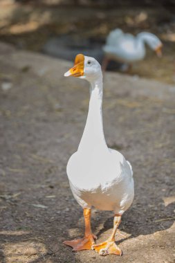 Beyaz kaz ayakta bir parti yerde.