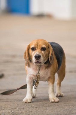 Beagle köpek yolda