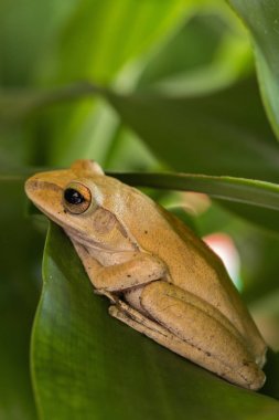 çiftlik kurbağalar