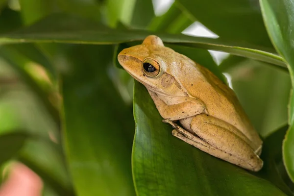 Rãs na exploração agrícola — Fotografia de Stock