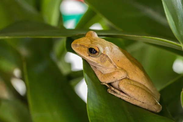 Rãs na exploração agrícola — Fotografia de Stock