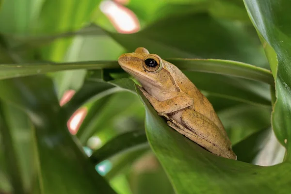 Rãs na exploração agrícola — Fotografia de Stock