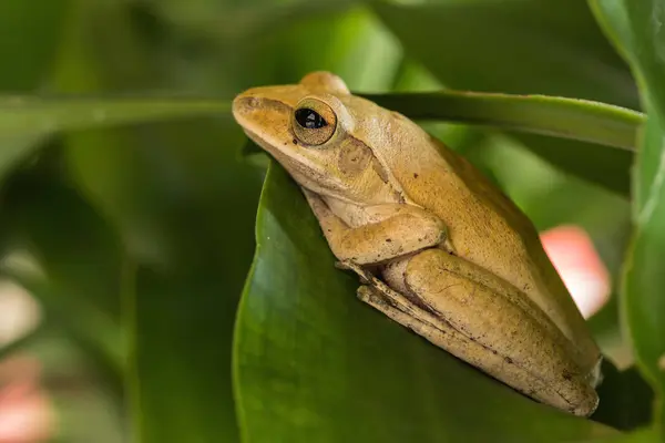 Ranas en la granja —  Fotos de Stock