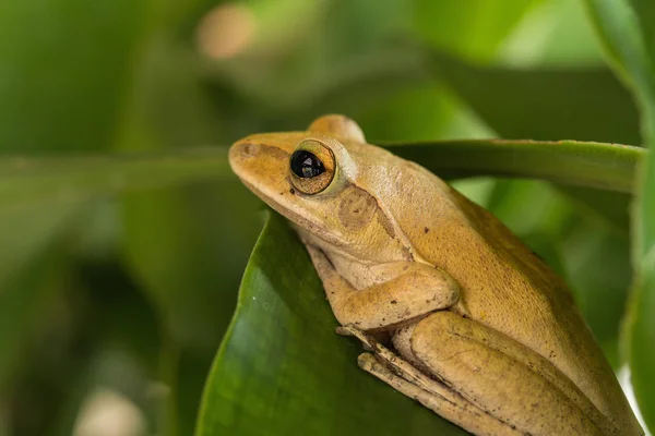 Ranas en la granja —  Fotos de Stock