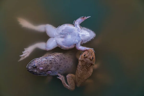 Çiftlik kurbağalar — Stok fotoğraf