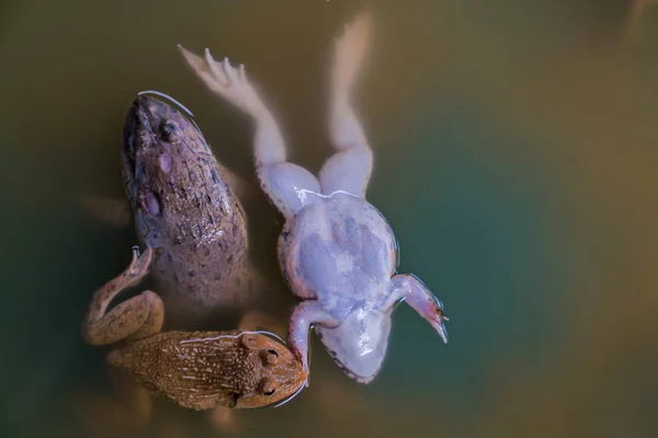 Çiftlik kurbağalar — Stok fotoğraf