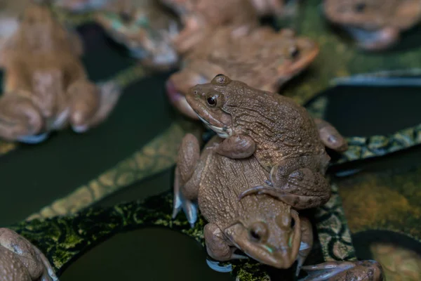 Rãs na exploração agrícola — Fotografia de Stock