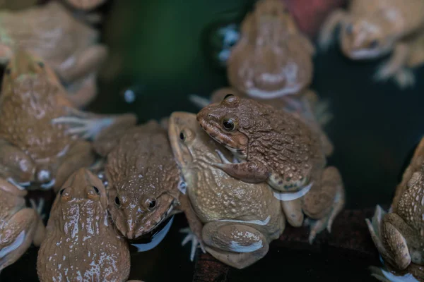 Kikkers in de boerderij — Stockfoto