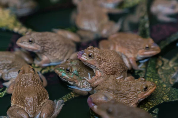 Frogs in farm — Stock Photo, Image