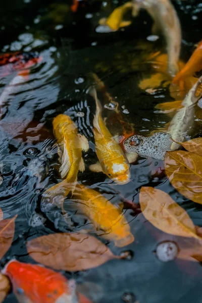 Carpa chique ou peixe koi — Fotografia de Stock