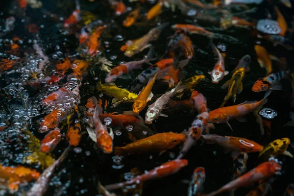 멋진 잉어 또는 koi 물고기 — 스톡 사진