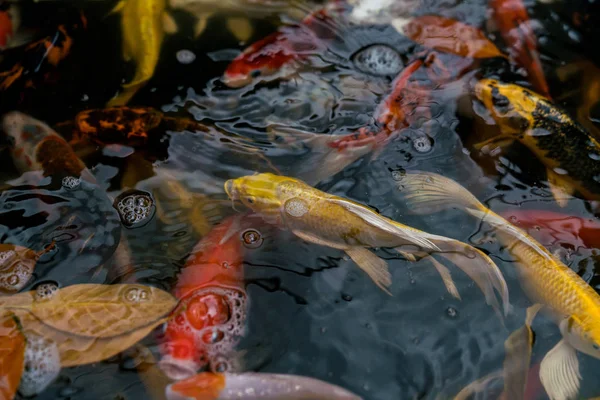 Carpa chique ou peixe koi — Fotografia de Stock