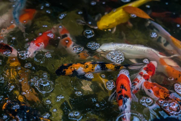 Carpa chique ou peixe koi — Fotografia de Stock