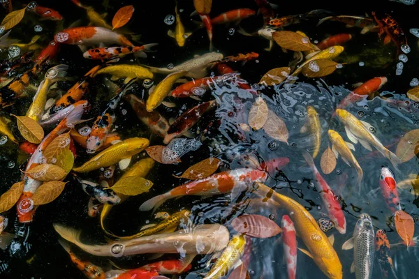 Carpa chique ou peixe koi — Fotografia de Stock