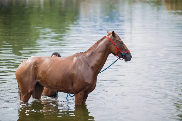 Bir gölde banyo kestane at