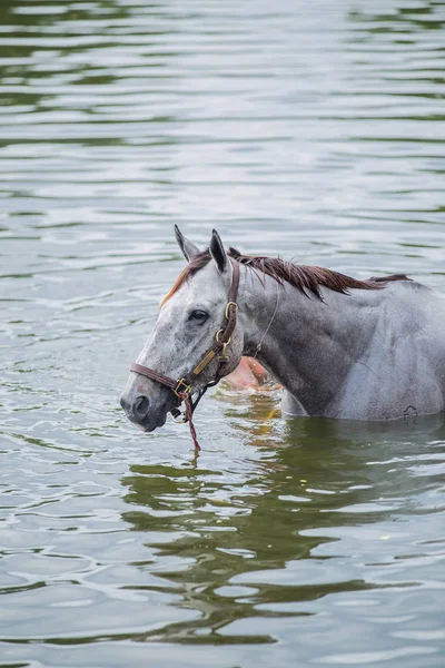 Bir gölde banyo kestane at