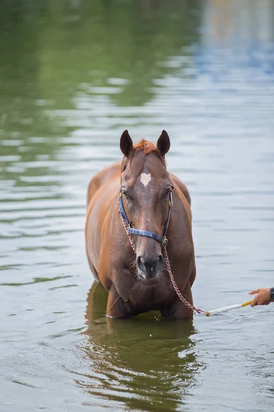 Bir gölde banyo kestane at