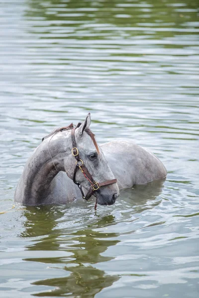 Bir gölde banyo kestane at