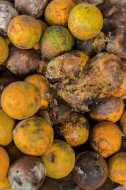 Çürük ve taze mandalina meyve ile kalıp.