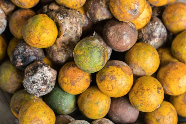 Rotte en vers tangerine fruit met schimmel. — Stockfoto