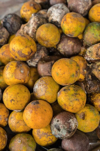 Fruta de mandarina podrida y fresca con moho . — Foto de Stock