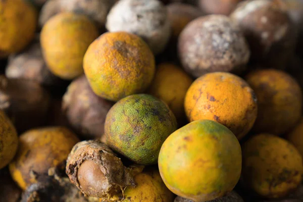 Rotte en vers tangerine fruit met schimmel. — Stockfoto