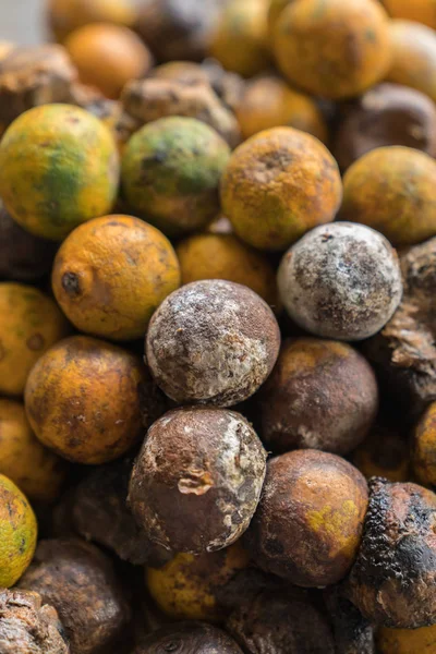 Çürük ve taze mandalina meyve ile kalıp.