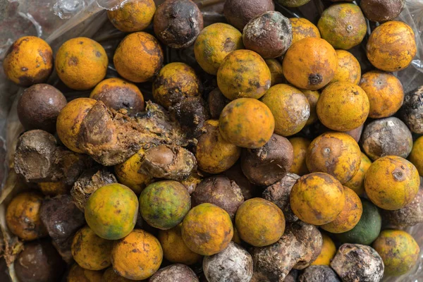 Çürük ve taze mandalina meyve ile kalıp.