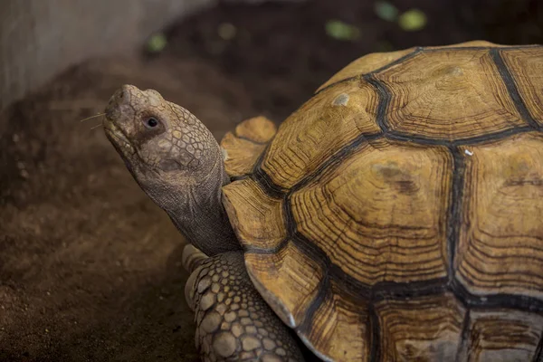 Tortuga espoleada africana en zoológico . — Foto de Stock