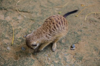 Dikkatli fundalıklardır nöbet Hayvanat Bahçesi