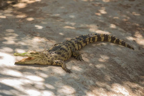 Krokodýl je opalování — Stock fotografie