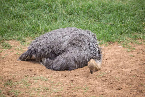 Avestruz está de pé em um zoológico na Ásia . — Fotografia de Stock