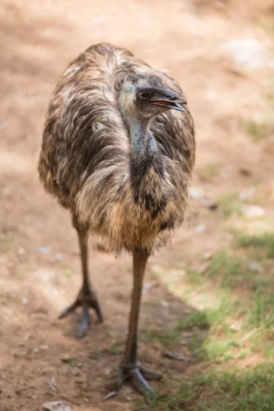 Ostrich is standing in a zoo in Asia. — Stock Photo, Image