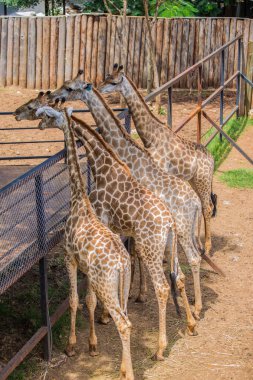 Zürafalar hayvanat bahçesinde mutlu yemek için bekleyin.