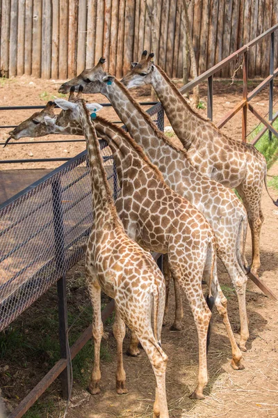 As girafas esperam para comer no zoológico alegremente . — Fotografia de Stock