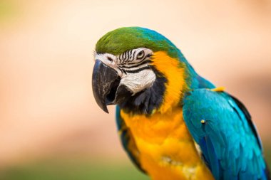 Mavi ve sarı Amerika papağanı, Amerika papağanı hayvanat bahçesinde birkaç