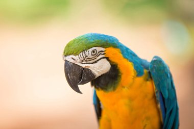 Mavi ve sarı Amerika papağanı, Amerika papağanı hayvanat bahçesinde birkaç