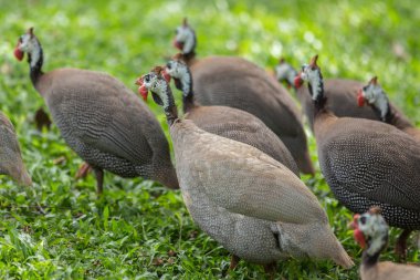 Bahçedeki beçtavuğu