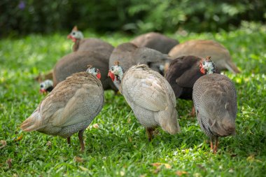 Bahçedeki beçtavuğu