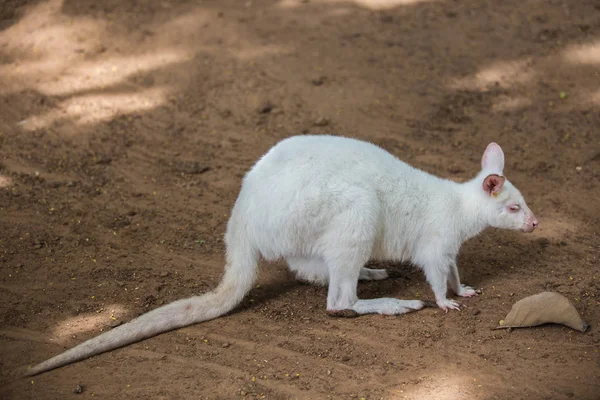 Le wallaby d'Albino Bennett — Photo