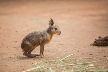 Patagonya mara - (Dolichotis patagonum)