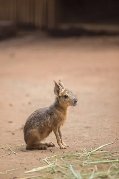 Mármara da Patagônia - (Dolichotis patagonum ) — Fotografia de Stock