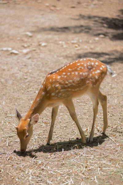 Rehe fressen Nahrung — Stockfoto